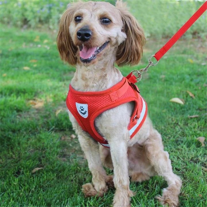 Breathable Cat and Small Dog Harness Lightweight Safe and Visible