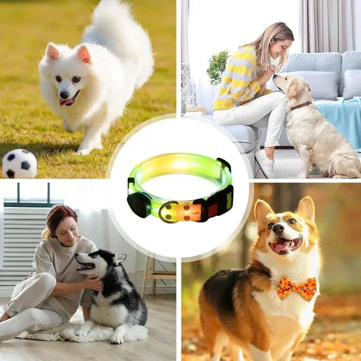 Light-up dog collar: safe night walks
