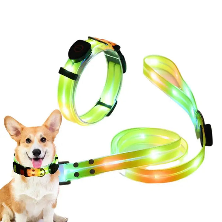 Light-up dog collar: safe night walks