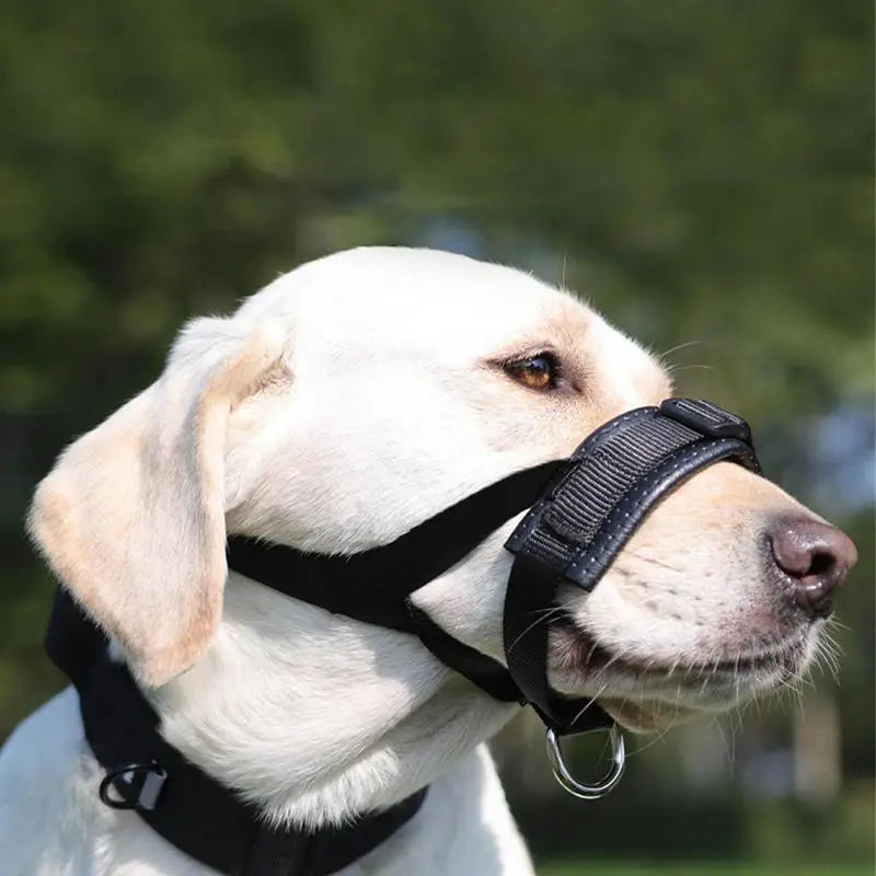 Basket muzzle for dogs: frame it with calm, protect it with love