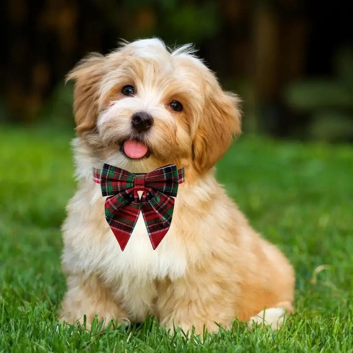 Bow Tie Dog Collar – Everyday Chic Elegance