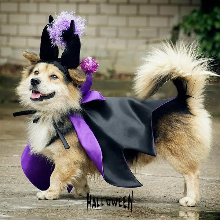 Halloween costume for dogs and cats: magical, funny and endearing