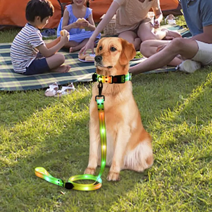 Light-up dog collar: safe night walks