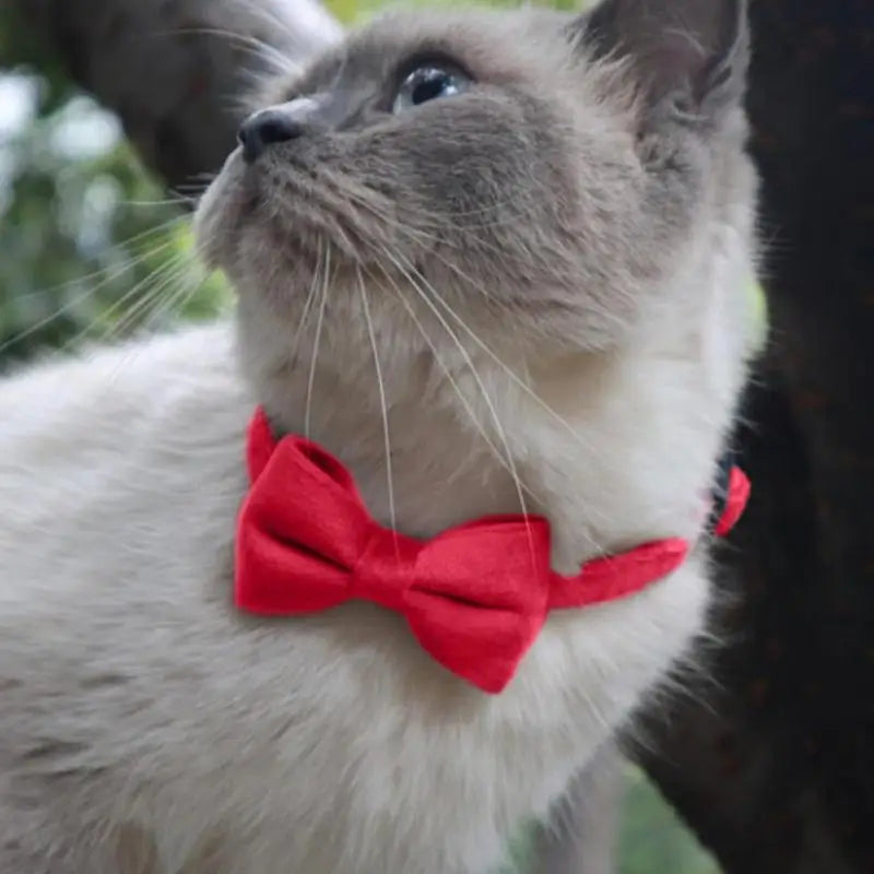 Dog &amp; Cat Bow Tie Collar: Understated Chic, Visible Love, Precious Memories
