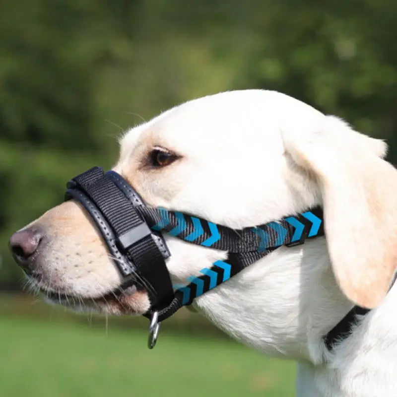 Basket muzzle for dogs: frame it with calm, protect it with love