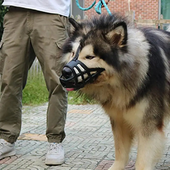 Soft muzzle for sensitive dogs loved and protected
