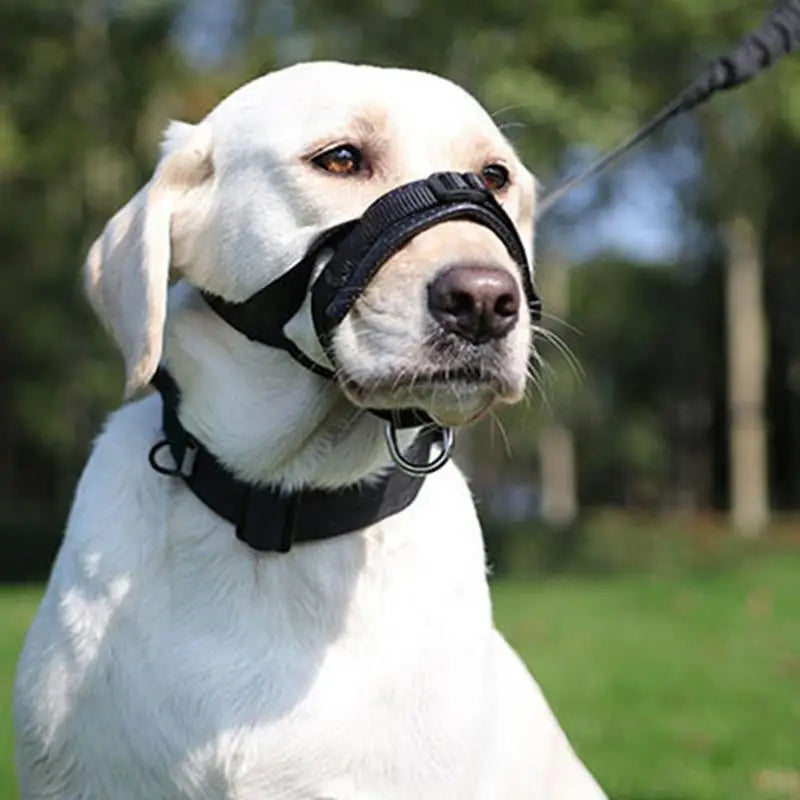 Basket muzzle for dogs: frame it with calm, protect it with love