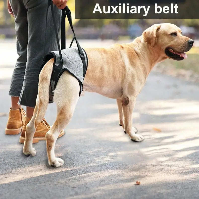 Back harness for older dogs, gentle and respectful support