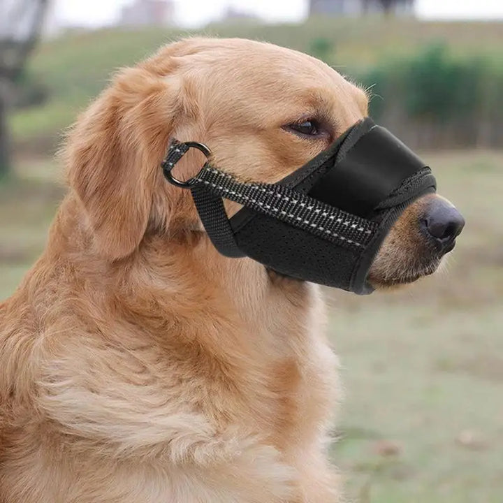 Muzzle for large dogs: protect without bullying, frame with love