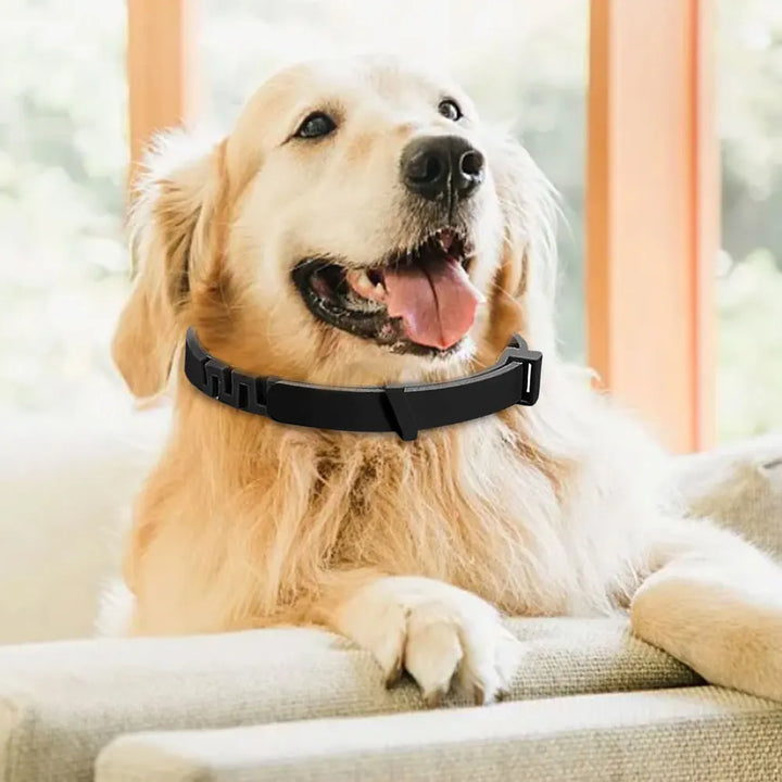 Calming collar for dogs and cats: calm returns without a word