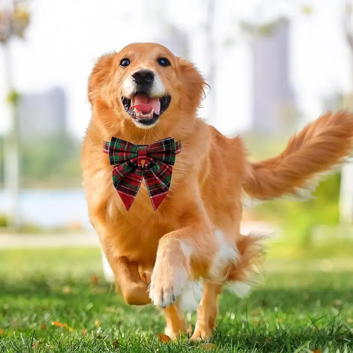 Bow Tie Dog Collar – Everyday Chic Elegance