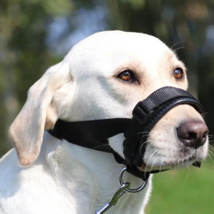 Basket muzzle for dogs: frame it with calm, protect it with love