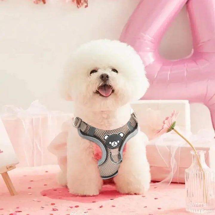 Luminous harness for dogs and cats, visible at night without stress