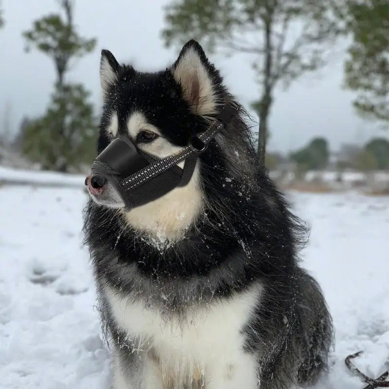 Muzzle for large dogs: protect without bullying, frame with love