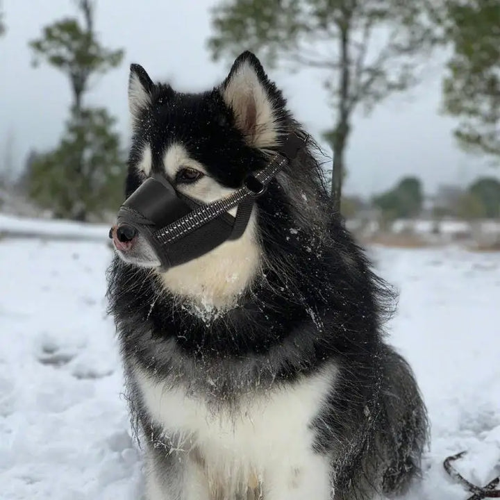 Muzzle for large dogs: protect without bullying, frame with love