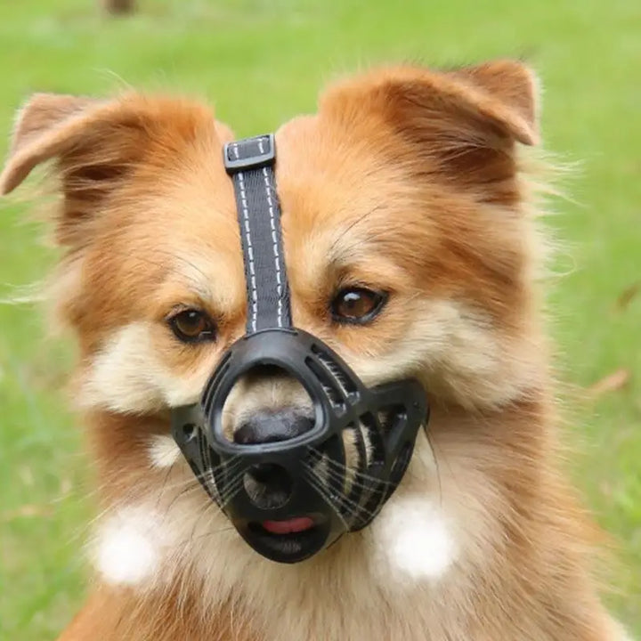 Soft muzzle for sensitive dogs loved and protected